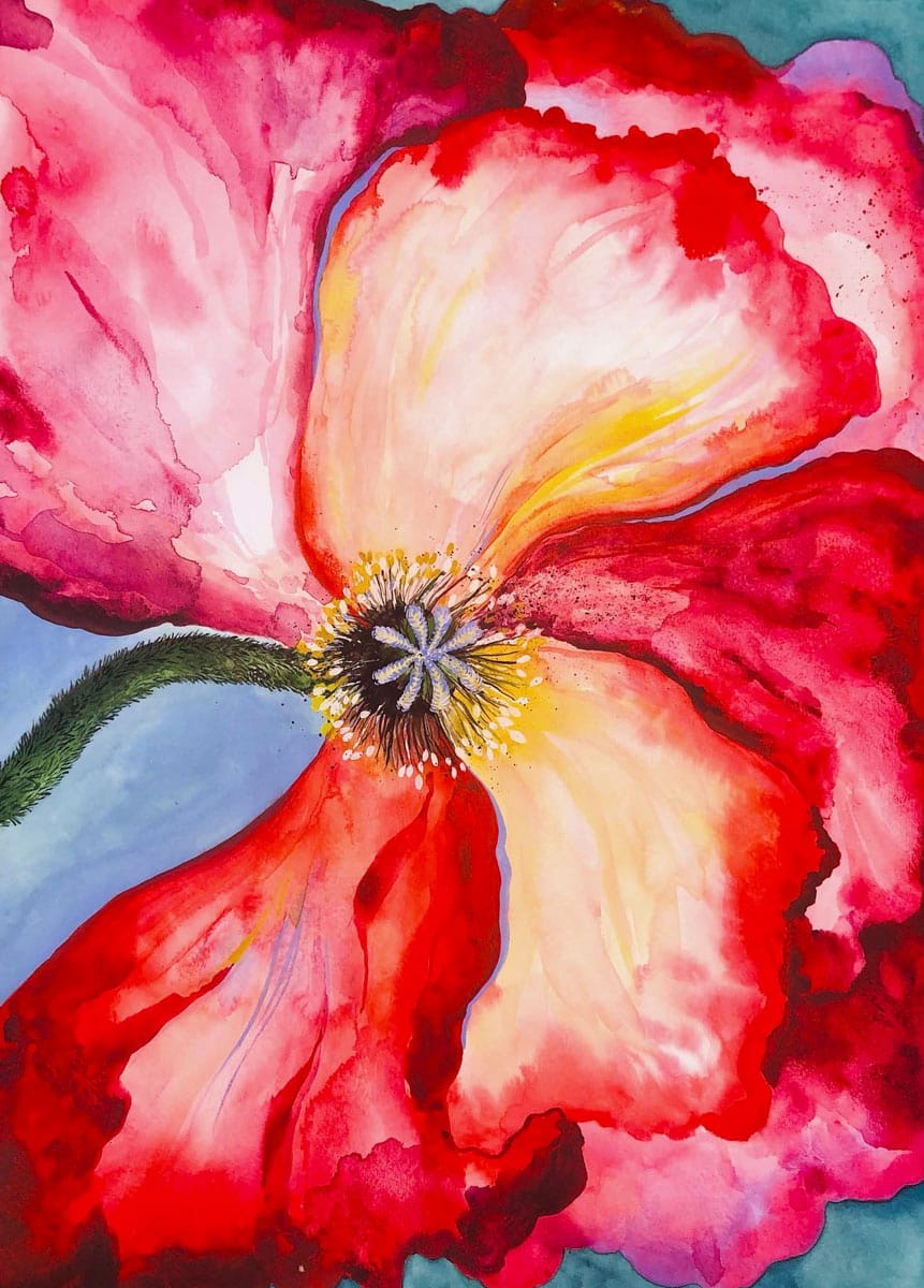 Makro Mohnblume - dianacojocaru.de